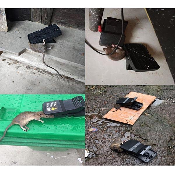 Lighteme Rat Trap
