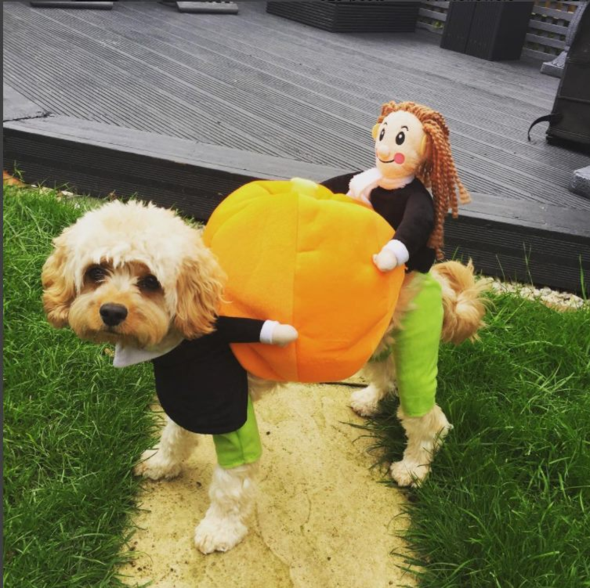 Déguisement de citrouille pour chien Lighteme (2 modèles et 4 tailles)