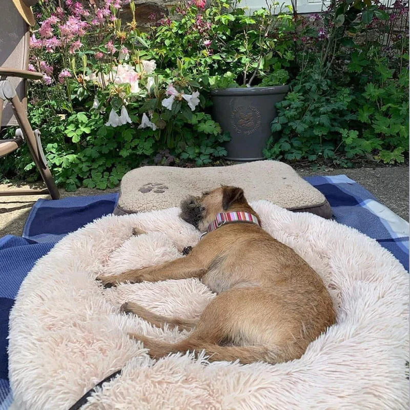 Lit pour chien Lighteme Serene Comfort pour un sommeil réparateur