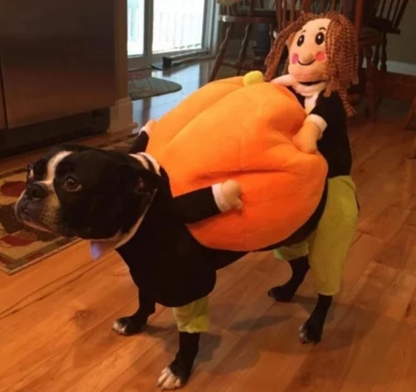 Déguisement de citrouille pour chien Lighteme (2 modèles et 4 tailles)
