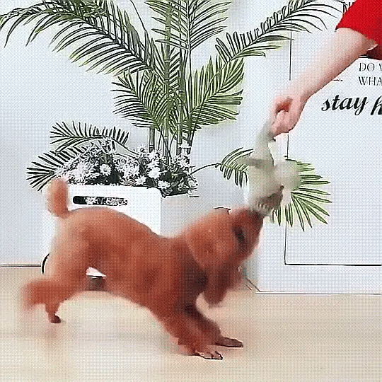 Lighteme Kauspielzeug für Welpen aus Plüsch mit Cartoon-Motiv und Quietscher für kleine Hunde