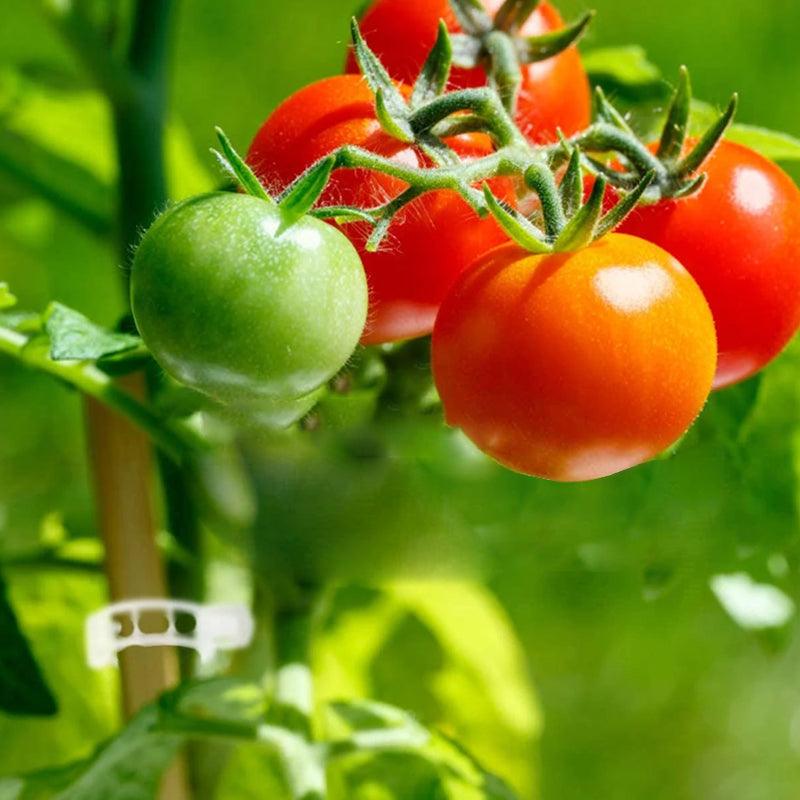 Clips de support pour plantes Lighteme | Lot de 100 pièces