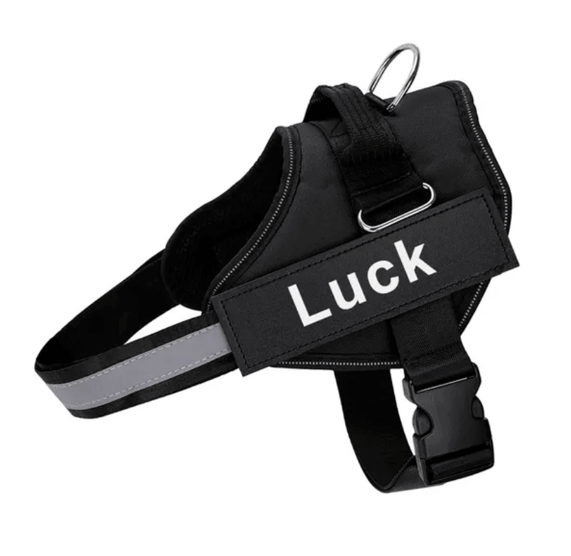 Harnais pour chien personnalisé Lighteme