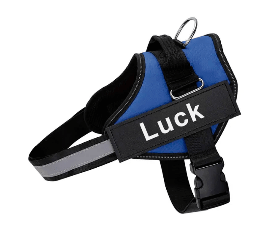 Harnais pour chien personnalisé Lighteme