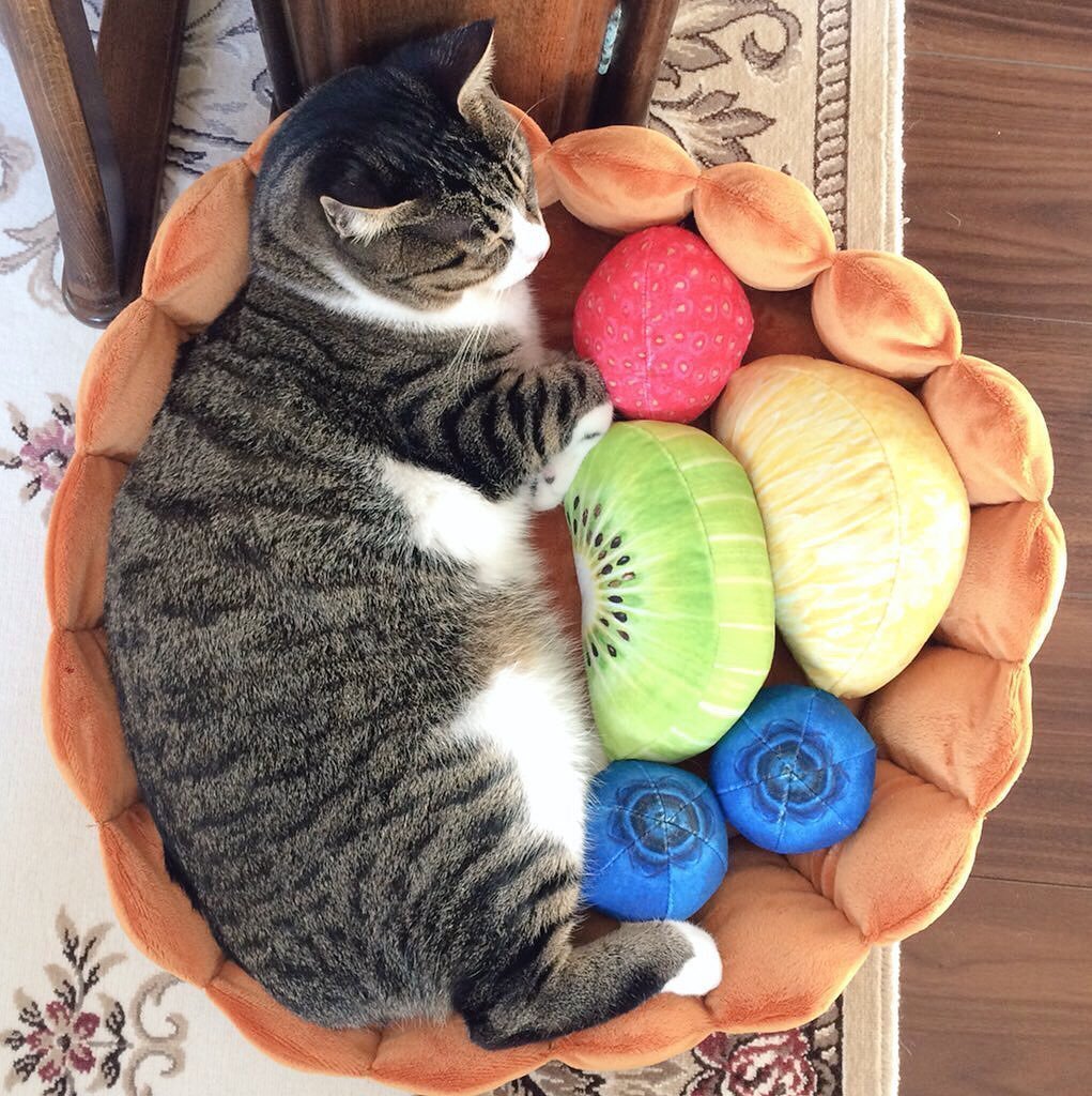 Lighteme Katzen-Obstkuchenbett