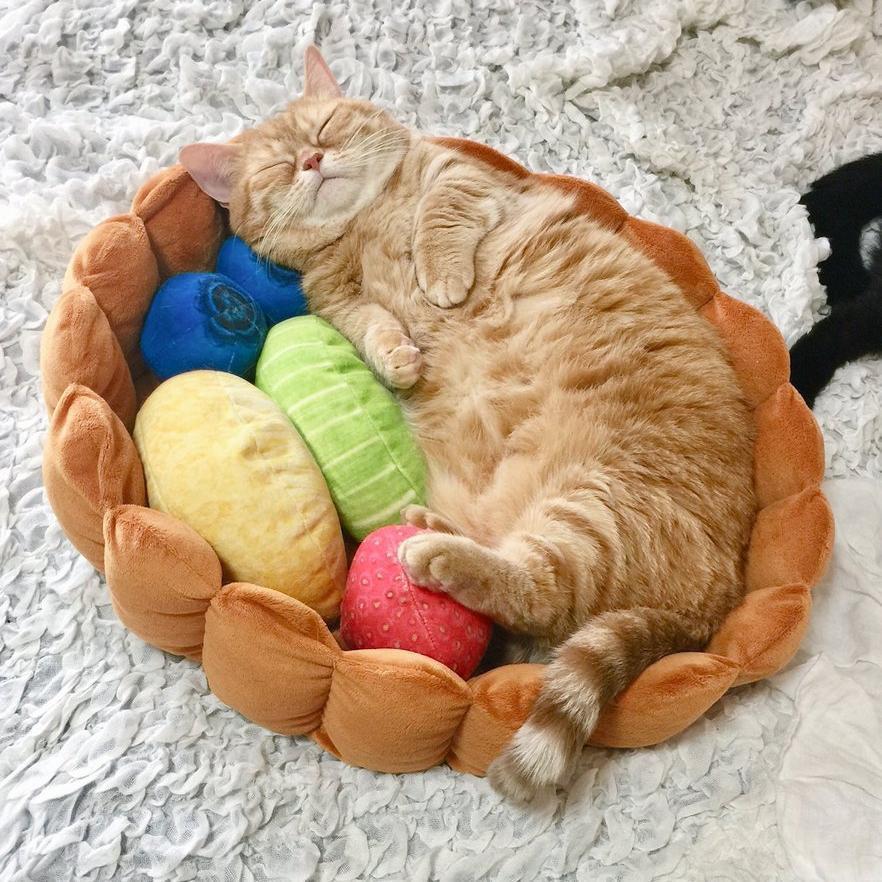 Lighteme Katzen-Obstkuchenbett