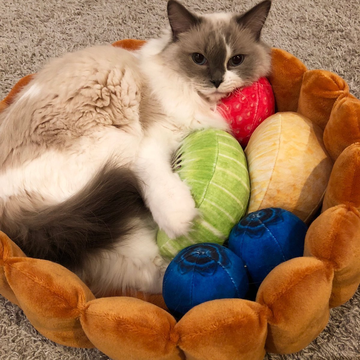 Lighteme Katzen-Obstkuchenbett