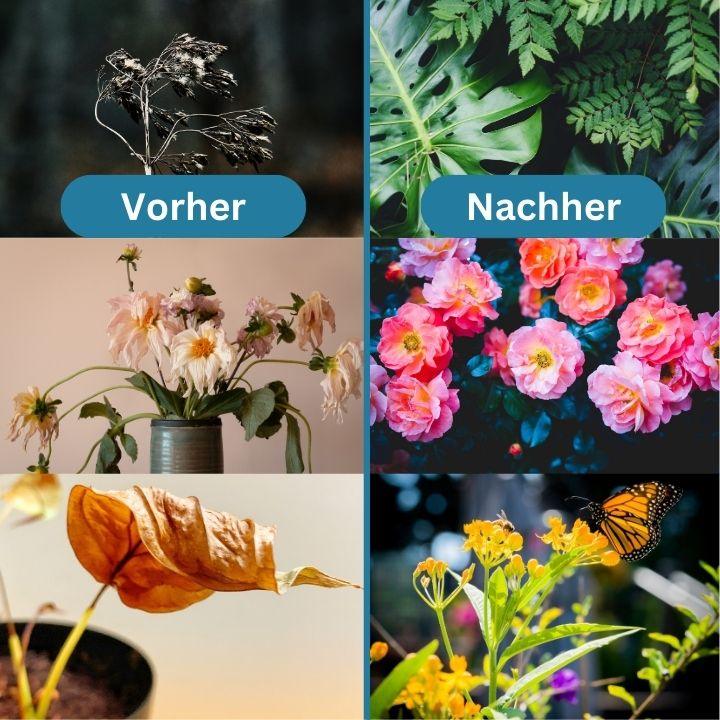 Lighteme Tablettendünger 1+1 Gratis | Erwecken Sie Pflanzen auf umweltfreundliche Weise wieder zum Leben!