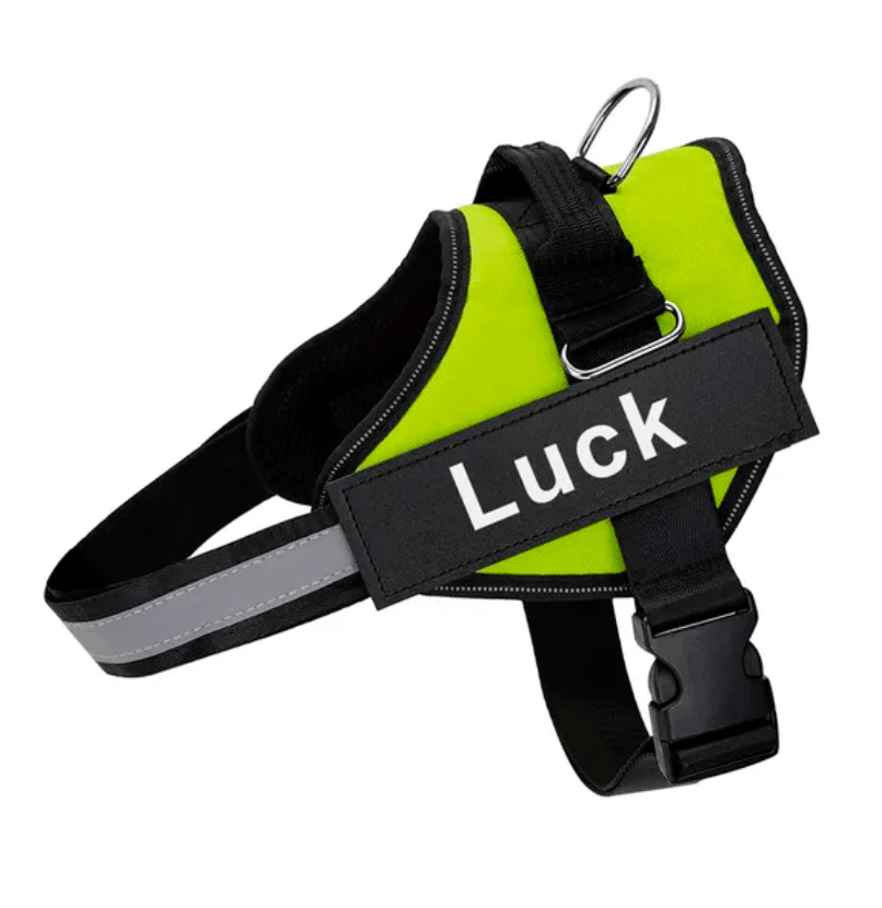 Harnais pour chien personnalisé Lighteme
