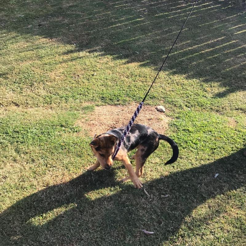 Bâton de dressage télescopique Lighteme pour chien (3 couleurs et 2 tailles)