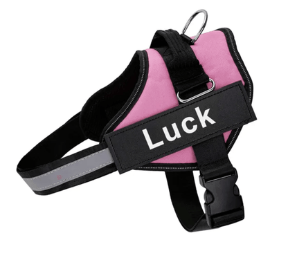 Harnais pour chien personnalisé Lighteme