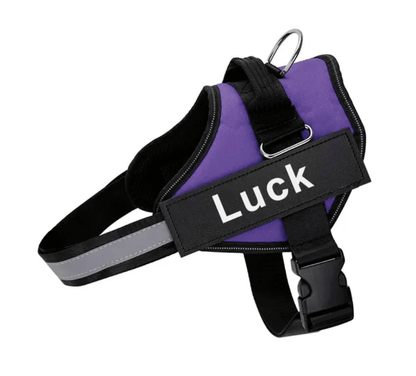Harnais pour chien personnalisé Lighteme