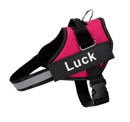 Harnais pour chien personnalisé Lighteme