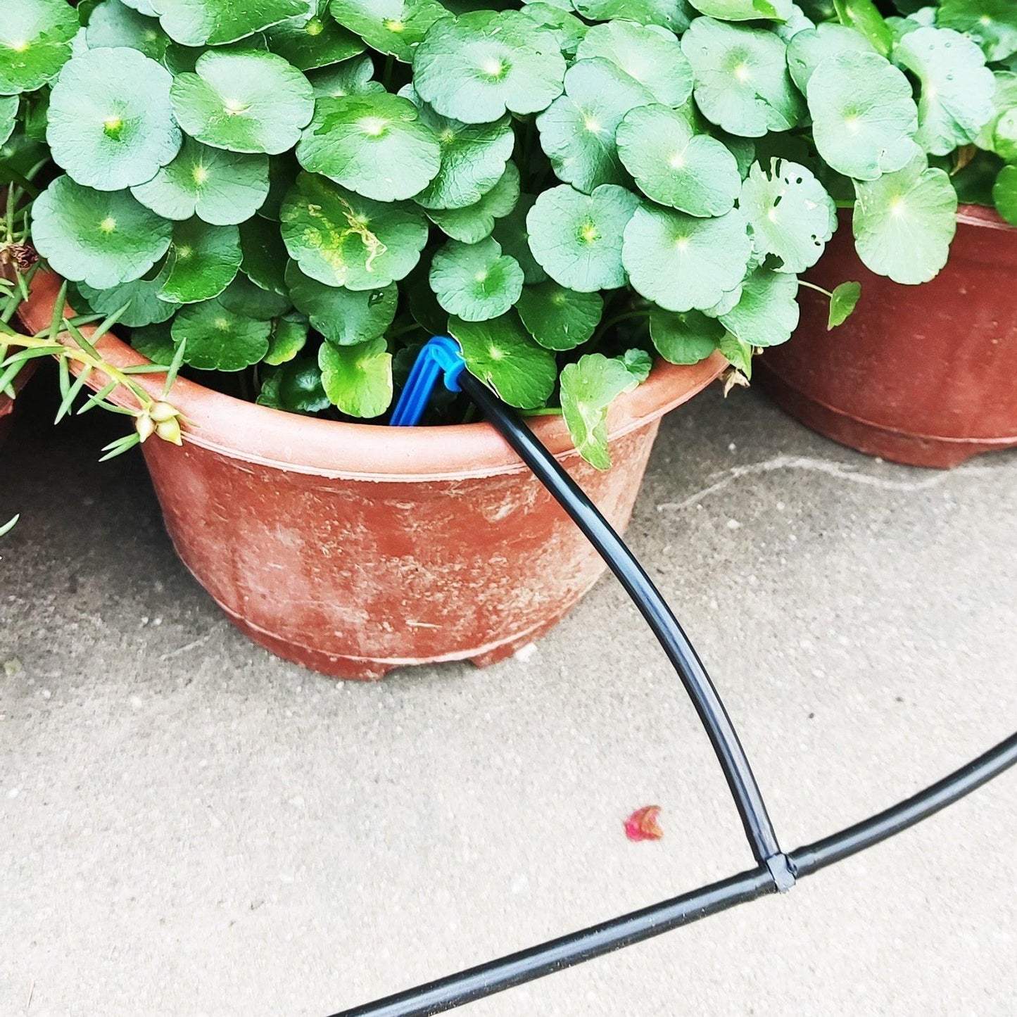 Arrosage solaire Lighteme Ne vous souciez plus jamais de vos plantes !