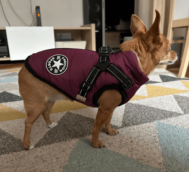 Harnais pour chien Lighteme 3 en 1
