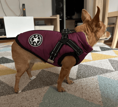 Harnais pour chien Lighteme 3 en 1