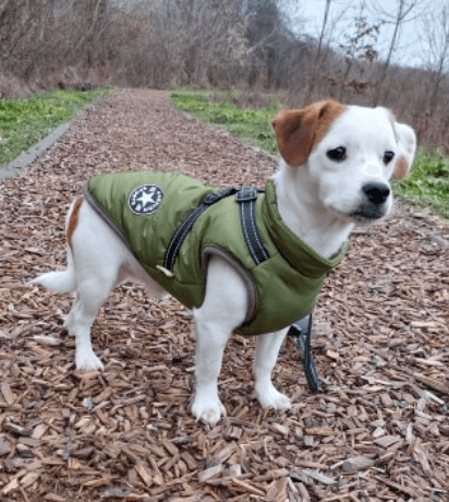 Harnais pour chien Lighteme 3 en 1
