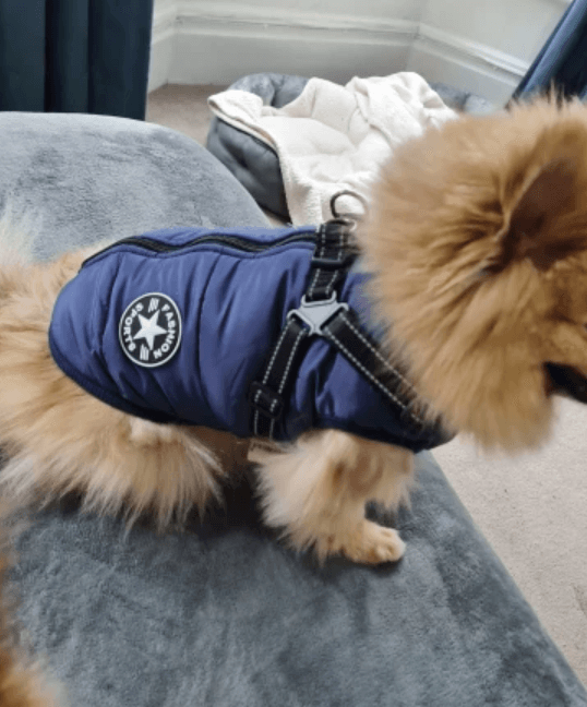 Harnais pour chien Lighteme 3 en 1