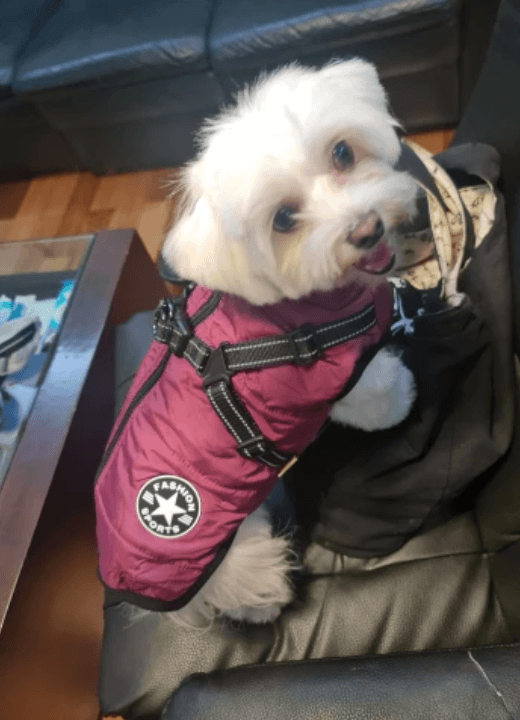 Harnais pour chien Lighteme 3 en 1