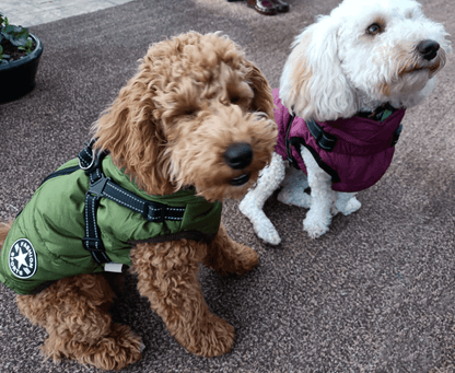 Harnais pour chien Lighteme 3 en 1