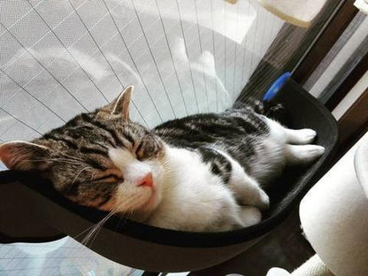 Lighteme Window Mounted Cat Perch (2 colors)