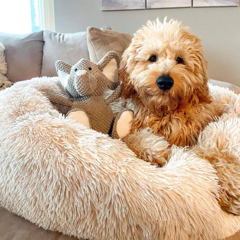 Lit pour chien Lighteme Serene Comfort pour un sommeil réparateur