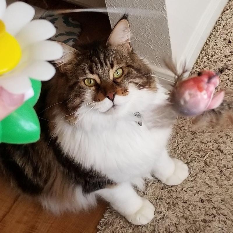 Lighteme Interactive Bird Toy For Cats (3 Types)