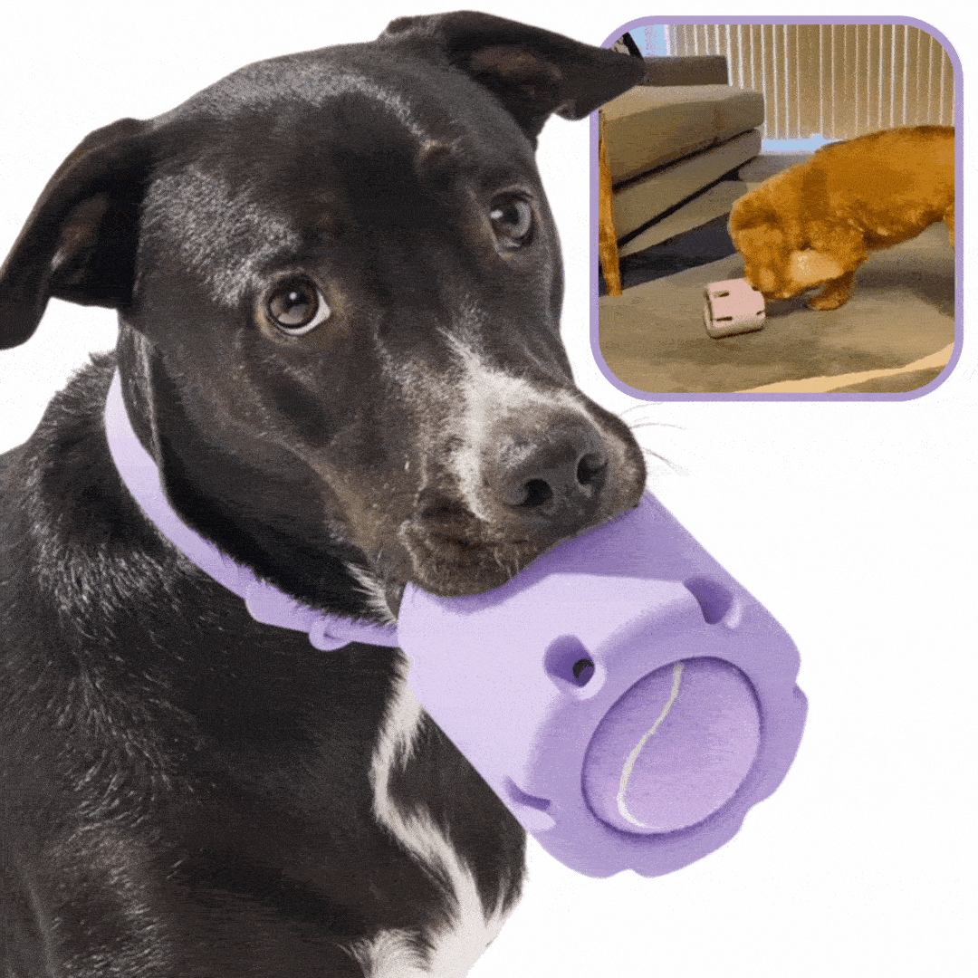 Lighteme Tennis-Kauspielzeug für Hunde