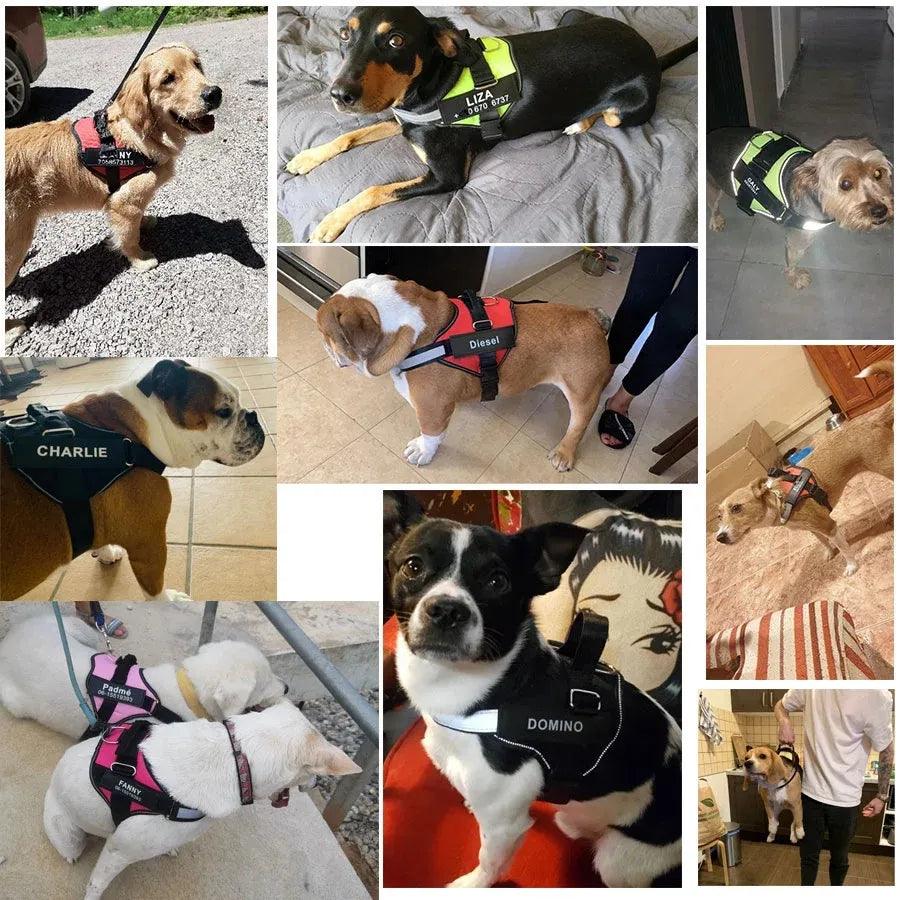 Harnais pour chien personnalisé Lighteme