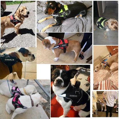 Harnais pour chien personnalisé Lighteme