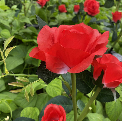 Lighteme Solar-LED-Rosenblumenlicht (2er-Pack)