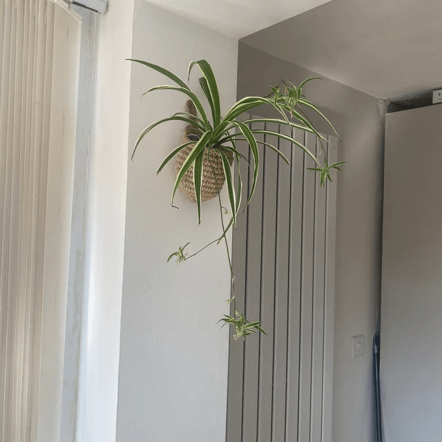 Lighteme Hängende Wandpflanzgefäße | 1 KAUFEN, 1 GRATIS ERHALTEN (2 STÜCK)