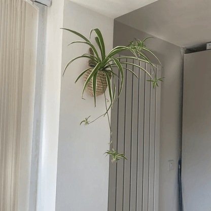 Lighteme Hängende Wandpflanzgefäße | 1 KAUFEN, 1 GRATIS ERHALTEN (2 STÜCK)