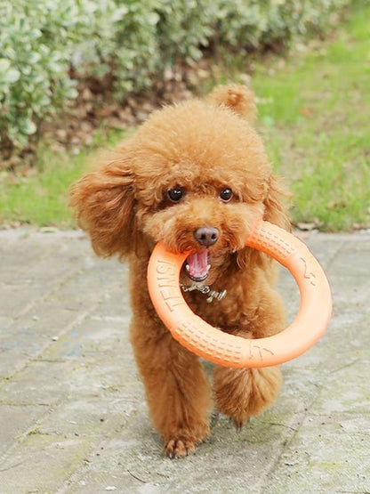 Disques volants Lighteme Dog EVA, anneau d'entraînement interactif pour chiens (3 couleurs et 2 tailles)