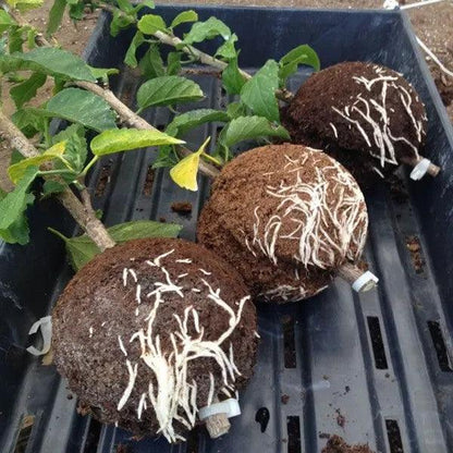 Lot de 6 boules de racines pour plantes Lighteme